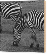 Zebras Grazing Wood Print
