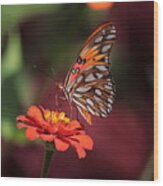Zinnia With Butterfly 2668 Wood Print