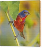 A Painted Bunting #1 Wood Print
