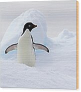 Adelie Penguin On Ice Floe In The #1 Wood Print