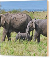 African Elephants,  Masai Mara , Kenya #1 Wood Print