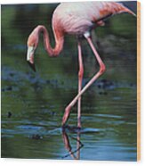 American Flamingo Phoenicopterus Ruber #1 Wood Print