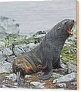 Antarctic Fur Seal Arctocephalus Gazella #1 Wood Print