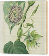 Antique Passionflower I #1 Wood Print
