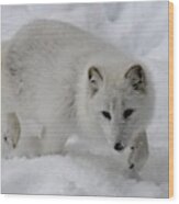 Artic Fox #1 Wood Print