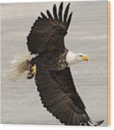 Bald Eagle With Fish #1 Wood Print