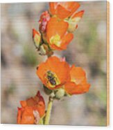 Bee On An Orange Mallow Flower #1 Wood Print