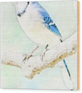 Blue Jay #1 Wood Print