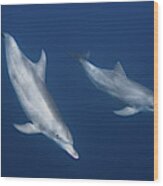 Bottlenose Dolphins #1 Wood Print