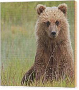 Brown Bear, Lake Clark National Park #1 Wood Print