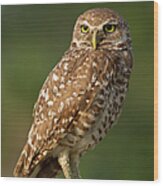 Burrowing Owl #1 Wood Print