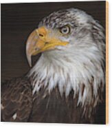 Caged Eagle #1 Wood Print