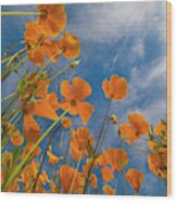 California Poppies In Spring Bloom, Lake Elsinore, California #1 Wood Print