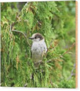 Camprobber - The Gray Jay #1 Wood Print