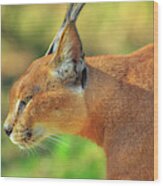 Caracal Side View #1 Wood Print