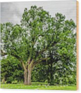 Centennial Oak, Salem Oak Tree Wood Print