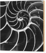 Chambered Nautilus Shell. #1 Wood Print