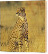 Cheetah South Africa #1 Wood Print