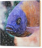 Colored Pencil Red Fin Borleyi Cichlid #1 Wood Print