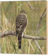 Cooper's Hawk #1 Wood Print