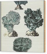Coral Species I #1 Wood Print