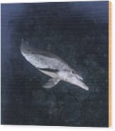 Dolphin #1 Wood Print