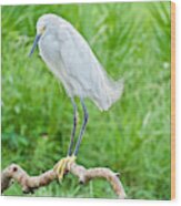 Egret In The Wild #1 Wood Print