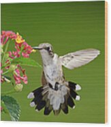 Female Hummingbird #1 Wood Print