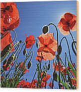 Field Of Poppies At Spring #1 Wood Print