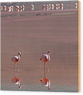 Flamingo At Laguna Colorada #1 Wood Print