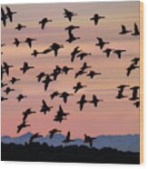 Flock Of Geese Flying At Sunset #1 Wood Print
