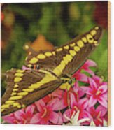 Giant Swallowtail Butterfly #1 Wood Print
