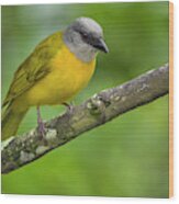Grey-headed Tanager Entreaguas Ibague Tolima Colombia #1 Wood Print