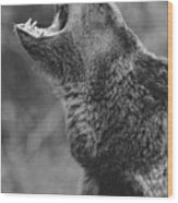 Grizzly Bear Calling #1 Wood Print