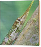Horned Anole Male #1 Wood Print
