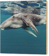Humpback Whale Calf, Tonga #1 Wood Print