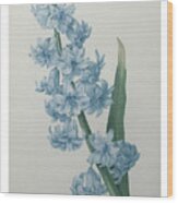 Hyacinthus Orientalis #1 Wood Print