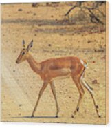 Impala Female Walking #1 Wood Print