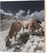 Infrared Cows #1 Wood Print