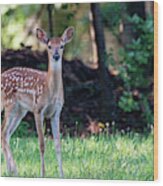 Innocent Eyes Of A Young Fawn Wood Print