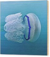 Jellyfish #1 Wood Print