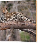 Leopard, Chobe National Park, Botswana #1 Wood Print