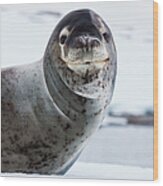 Leopard Seal, Antarctica #1 Wood Print