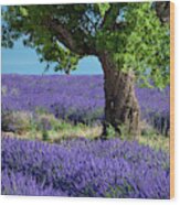 Lone Tree In Lavender Wood Print