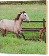 Lusitano Horses, Bahia, Brazil #1 Wood Print