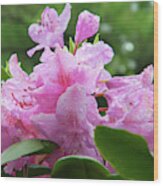 Magenta Rhododendron In The Rain #1 Wood Print