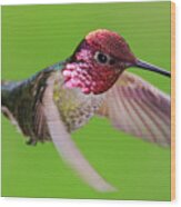 Male Anna's Hummingbird #1 Wood Print