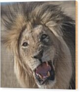Male Lion Snarling #1 Wood Print