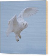 Male Snowy Owls In Flight #1 Wood Print