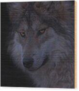 Mexican Grey Wolf  #1 Wood Print